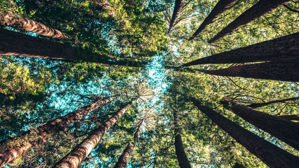 Trees representing sustainability