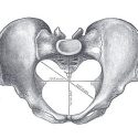 Human Pelvis from Grays Anatomy