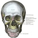 Human Skull from Grays Anatomy