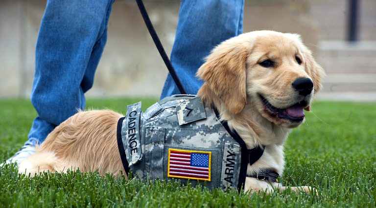 Veteran threatened with eviction for needing companion dog