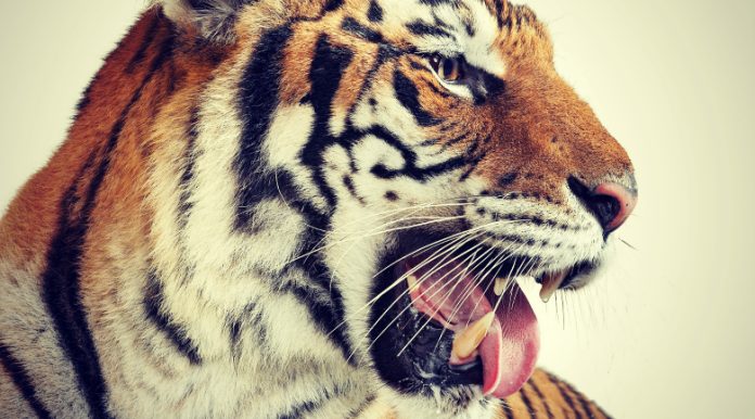 MOVE-acquisition move acquisition