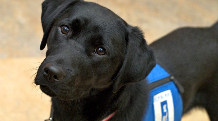 service animal dog