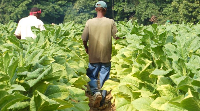 tobacco fields
