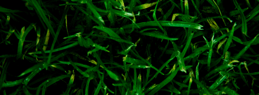 facebook-cover-photo-green