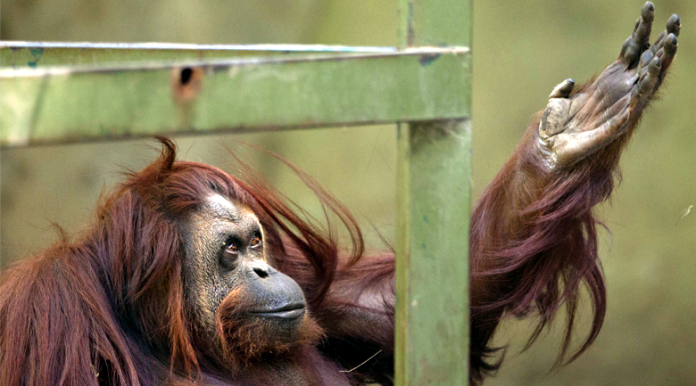 sandra the orangutan