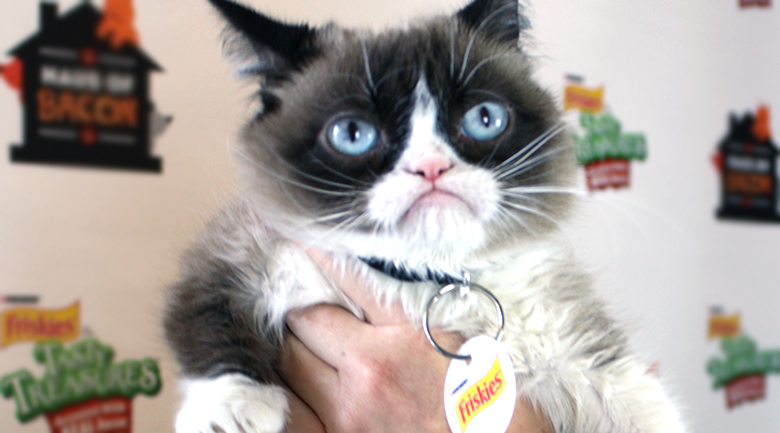 grumpy cat