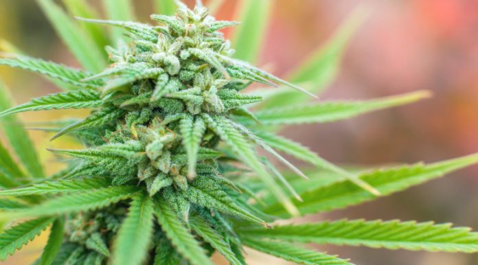 marijuana cannabusiness caucus