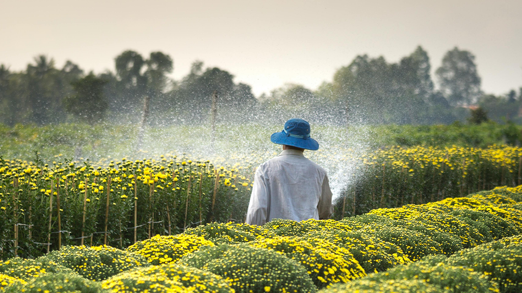 A worker on a farm watering yellow flowers in the midst of a field, avoiding sexual harassment by distance.