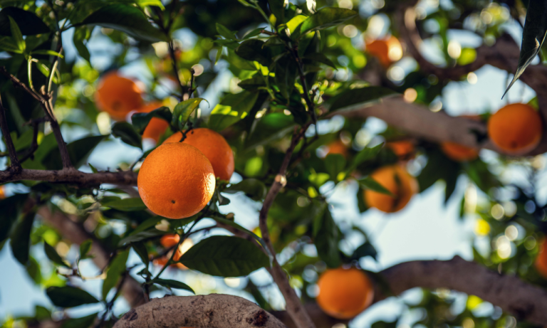 Orange harvester faces OSHA penalties for heat related death